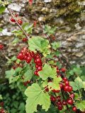 Kımızı Meyveli Frenk üzümü fidanı [Ribes]